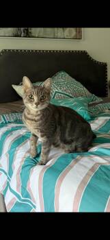 Layla- needs foster home asap -  Domestic Short Hair Cat for Adoption in Washington Township, New Jersey - Layla- Needs Foster Home Asap | PetCurious