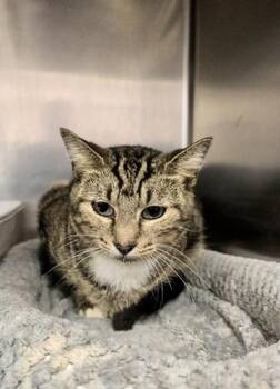 Autumn -  Domestic Short Hair Cat for Adoption in Petersburg, Virginia - Autumn | PetCurious