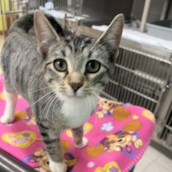 Dash -  Domestic Short Hair Cat for Adoption in Jamestown, North Dakota - Dash | PetCurious