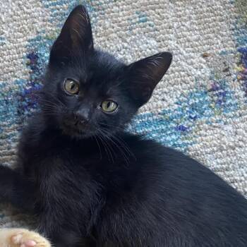 Embezzlement -  Domestic Short Hair Cat for Adoption in Los Angeles, California - Embezzlement | PetCurious