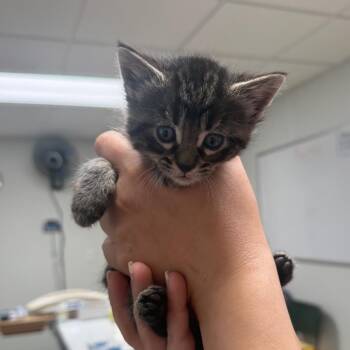 Samson -  Domestic Short Hair Cat for Adoption in Canton, Illinois - Samson | PetCurious