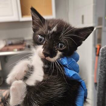 Gizmo -  Domestic Short Hair Cat for Adoption in Greenville, South Carolina - Gizmo | PetCurious