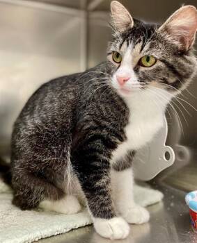 Rescue Domestic Short Hair Cats for Adoption in Sugar Land, Texas - MIMI | PetCurious