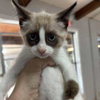 Domestic Short Hair Cats Available for Adoption in Leander, Texas - Taffy | PetCurious