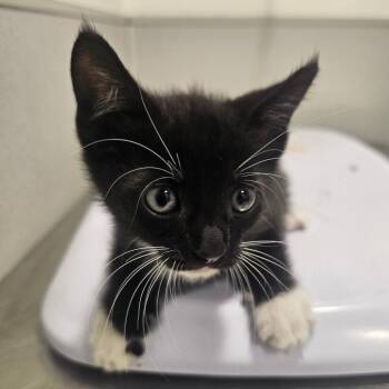 Shelby -  Domestic Short Hair Cat for Adoption in Tampa, Florida - Shelby | PetCurious