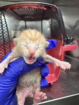 Domestic Short Hair Cats Available for Adoption in Dallas, Texas - JOEY | PetCurious