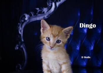 Dingo -  Domestic Short Hair Cat for Adoption in York, Nebraska - Dingo | PetCurious