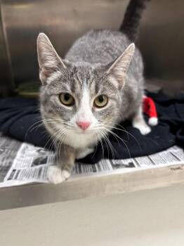 Domestic Short Hair Cats Available for Adoption in Findlay, Ohio - Muffin | PetCurious