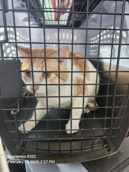 Domestic Short Hair Cats Available for Adoption - BILLIE | PetCurious