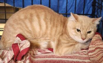 ANTHONY -  Domestic Short Hair Cat for Adoption in Hagerstown, Maryland - ANTHONY | PetCurious