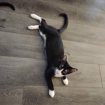 Poptart -  Domestic Short Hair Cat for Adoption in Campton Hills, Illinois - Poptart | PetCurious