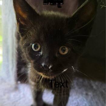 Amyl C11648 -  Domestic Medium Hair Cat for Adoption - Amyl C11648 | PetCurious