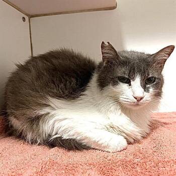 Domestic Short Hair Cats Available for Adoption in Methuen, Massachusetts - RIXIE | PetCurious