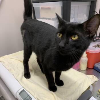 Eugene -  Domestic Short Hair Cat for Adoption in Morganton, North Carolina - Eugene | PetCurious