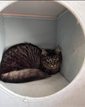 Rescue Domestic Medium Hair Cats for Adoption in Courtenay, British Columbia - Morgan | PetCurious