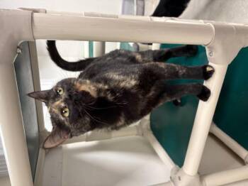 Rescue Domestic Short Hair Cats for Adoption in Geneseo, Illinois - Tambourine | PetCurious