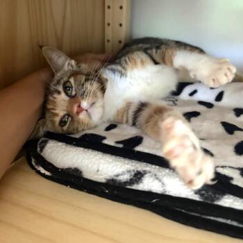 Nori -  Domestic Short Hair Cat for Adoption in Long Beach, California - Nori | PetCurious