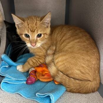 Forest -  Domestic Short Hair Cat Available for Adoption in Evansville, Indiana - Forest | PetCurious