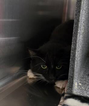 Beenie -  Domestic Short Hair Cat for Adoption in Athens, Tennessee - Beenie | PetCurious