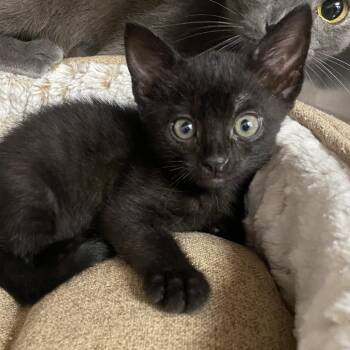 Thorn -  Domestic Short Hair Cat for Adoption in Columbus, Georgia - Thorn | PetCurious
