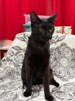 Oriana -  Domestic Short Hair Cat for Adoption in Vacaville, California - Oriana | PetCurious