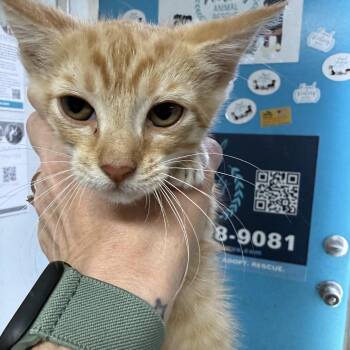 Bonkers Brett -  Tabby and Domestic Short Hair Cat for Adoption in Columbia, South Carolina - Bonkers Brett | PetCurious