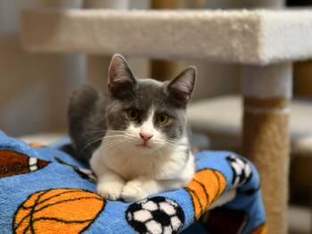 Dean -  Domestic Short Hair Cat for Adoption in Fairhope, Alabama - Dean | PetCurious