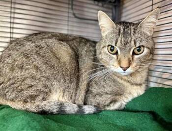 Domestic Medium Hair Cats Available for Adoption in Brentwood, Missouri - GERALD | PetCurious