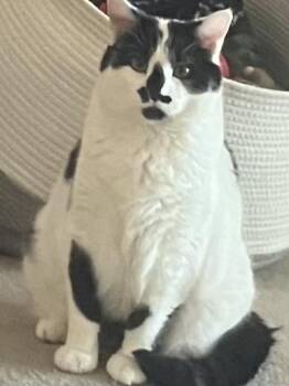 Oreo -  Domestic Short Hair Cat for Adoption in Lincoln, Nebraska - Oreo | PetCurious