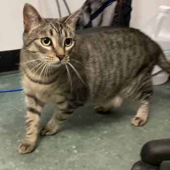 Monkey -  Domestic Short Hair Cat for Adoption in Tampa, Florida - Monkey | PetCurious