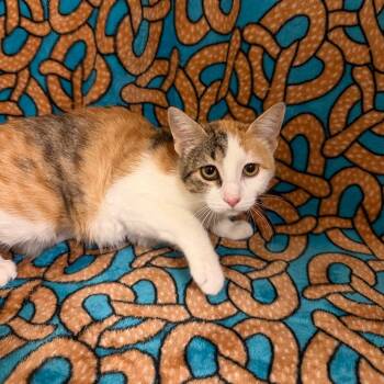 Cherry -  Domestic Short Hair Cat for Adoption in Newberg, Oregon - Cherry | PetCurious