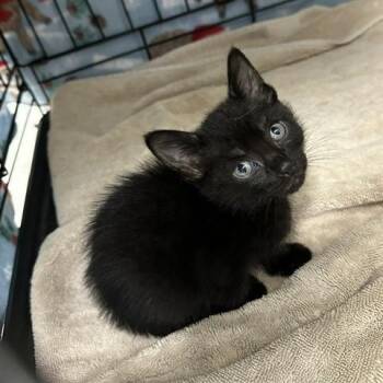 Kindred -  Domestic Short Hair Cat for Adoption in Indianapolis, Indiana - Kindred | PetCurious