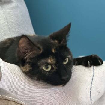 Tortoiseshell Cats Available for Adoption - Eleanor | PetCurious