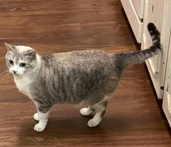 American Shorthair Cats Available for Adoption in Mansfield, Texas - Lola | PetCurious