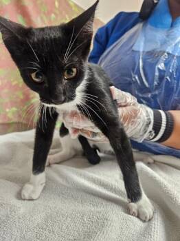 Moe -  Domestic Short Hair Cat for Adoption in San Antonio, Texas - Moe | PetCurious