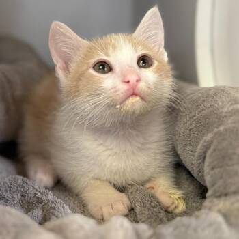 Domestic Short Hair Cats Available for Adoption in Riverside, California - Liam | PetCurious