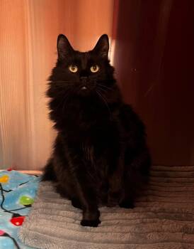 Domestic Long Hair Cats Available for Adoption - Oynx | PetCurious