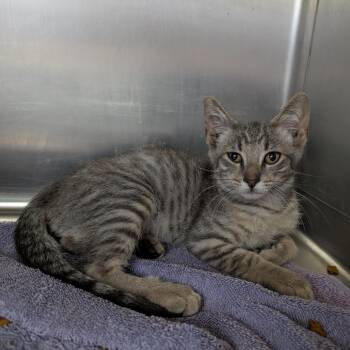 Gilligan -  Domestic Short Hair Cat for Adoption in Independence, Kansas - Gilligan | PetCurious