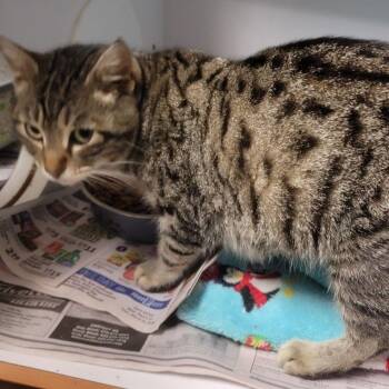 American Bobtail Cats Available for Adoption - Ramona | PetCurious