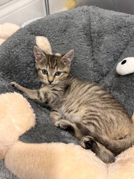 Rescue Domestic Short Hair Cats for Adoption in Newnan, Georgia - *Groovy | PetCurious