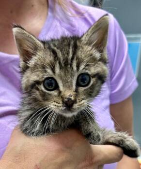 Domestic Short Hair Cats Available for Adoption in Cottonwood, Arizona - Tweet | PetCurious