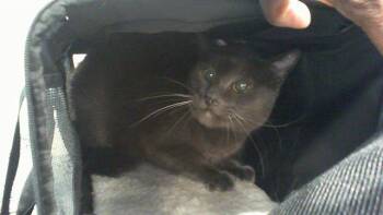 Domestic Short Hair Cats Available for Adoption in Charlotte, North Carolina - BLUE | PetCurious
