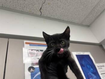 OREGANO -  Domestic Short Hair Cat for Adoption in Antioch, California - OREGANO | PetCurious
