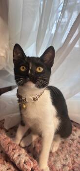 Korra -  Domestic Short Hair Cat for Adoption in Villa Park, California - Korra | PetCurious