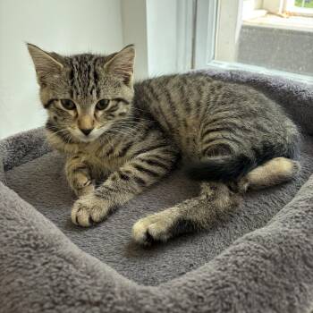 Fruit Pebble -  Domestic Short Hair Cat for Adoption in Peconic, New York - Fruit Pebble | PetCurious