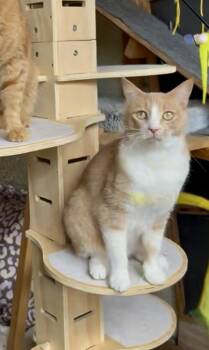 Rescue Tabby and Domestic Short Hair Cats for Adoption in Gardena, California - Biscuit | PetCurious