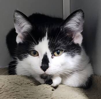 Rescue Domestic Short Hair Cats for Adoption in Dayton, Minnesota - Melissa | PetCurious