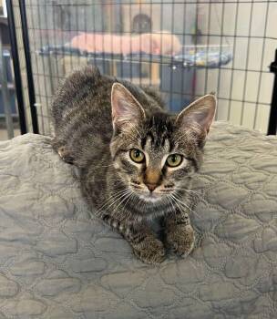 Domestic Short Hair Cats Available for Adoption in Mcpherson, Kansas - Sassy | PetCurious