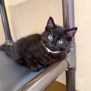 Eclipse -  Domestic Medium Hair Cat for Adoption in Agoura Hills, California - Eclipse | PetCurious