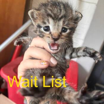Pear -  Domestic Short Hair Cat for Adoption in Livingston, Texas - Pear | PetCurious